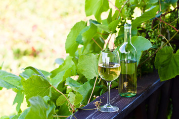 white wine in vineyard