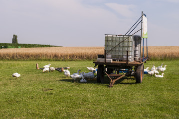 Obraz na płótnie Canvas White Ducks Enjoying Sunny Day