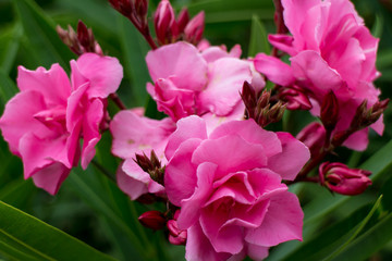 Fototapeta premium pink roses group from a garden