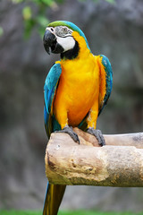 Beautiful Macaw On The Branch