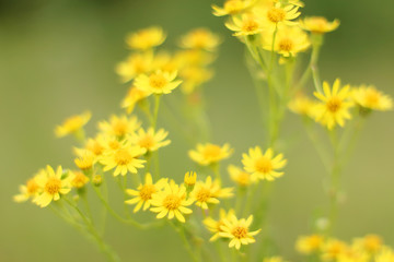 Group of yellow field flowers at green meadow