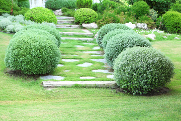 Beautiful lush bushes in garden