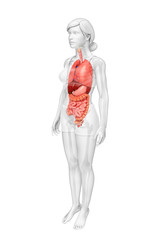 Digestive system of female body
