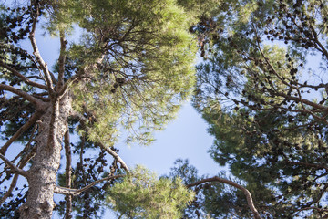 Sotto i pini