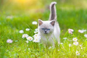 Cute little siamese kitten on the flower lawn