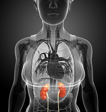 Female kidney artwork