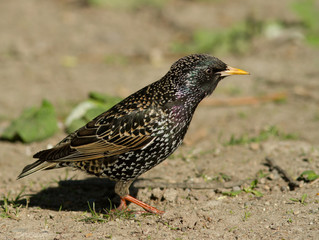 Starling