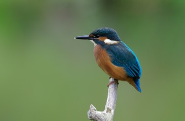 Kingfisher on a branch 11