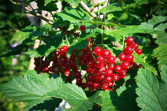 Red Currant Bush