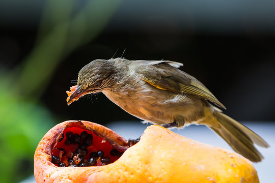 Streak-eared Bubul bird