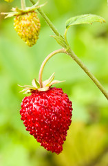 Wild strawberry