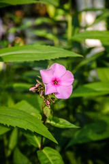 garden flower