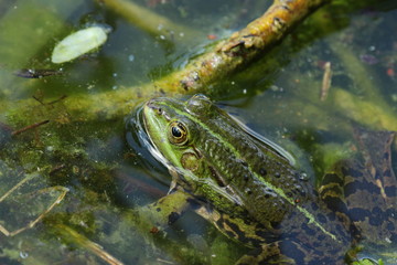 Teichfrosch, Seefrosch, Grünfrosch im Teich