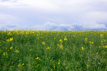 green field with yellow flowers