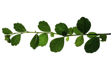 green leaves isolated on white background