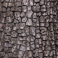 Old Wood Tree Texture Background , bark Pattern