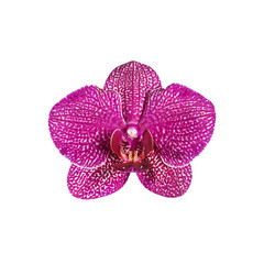 Naklejka na ściany i meble Pink streaked orchid