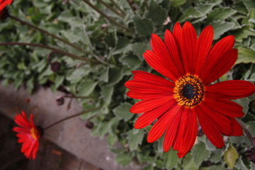 Tenerife, fleur a la Laguna