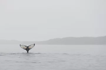 Crédence de cuisine en verre imprimé Cercle polaire Baleines à bosse