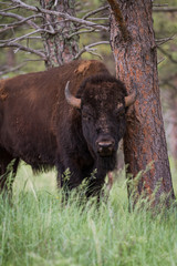 american bufalo
