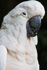 pappagallo Cacatua delle Molucche