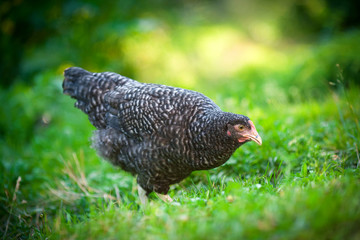 Курочка Ряба