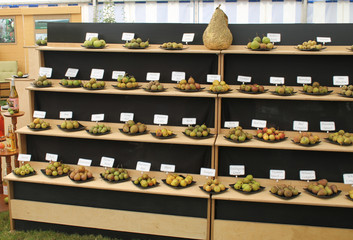 Display of pear varieties