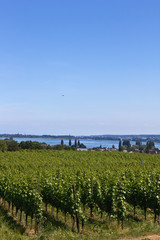 Insel Reichenau - Weinberg am Bodensee 2