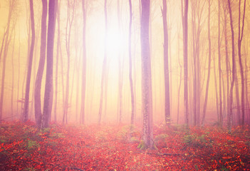 Mystic light forest