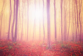 Photo sur Plexiglas Automne Forêt de lumière mystique
