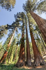 Sequoias in Mariposa Grove, Yosemite National Park
