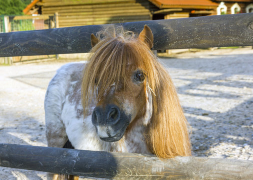 Curious brown ponny