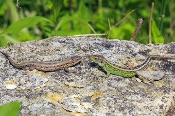 two lizards on a stone