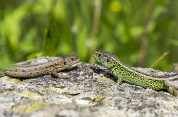 two lizards on a stone