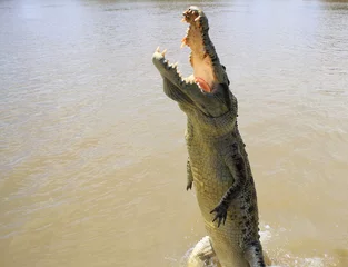 Photo sur Plexiglas Crocodile Saut de crocodile