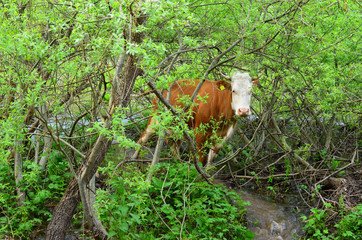 Cow in a bush