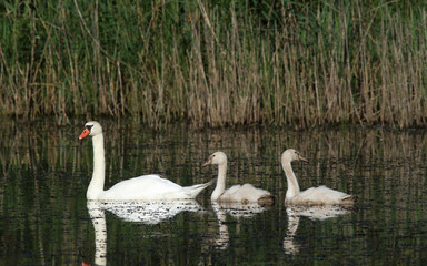 jeunes cygnes avec leur maman