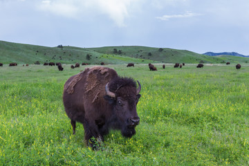 American Buffalo