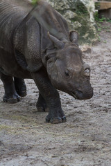 Naklejka premium rhinoceros