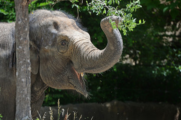 Fototapeta premium Young Elephant Grabbing Branch