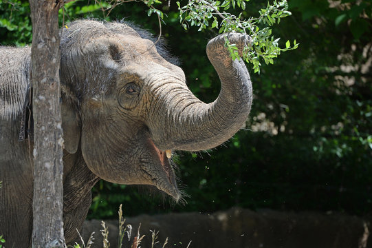 Fototapeta Young Elephant Grabbing Branch