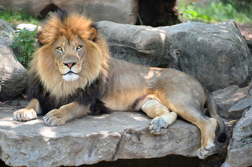 Obraz na płótnie Canvas Adult Male Lion