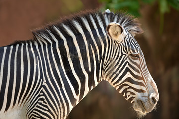 Fototapeta na wymiar Head of Zebra