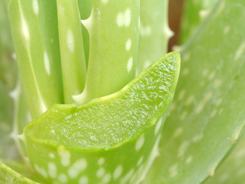 aloe vera plant leaves