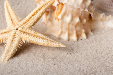 Shells on the beach in a sand