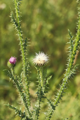 Thistle flower close-up, macro