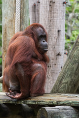 bornean orangutan  - Pongo pygmaeus