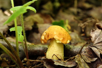 Damaged mushroom in undergrowth