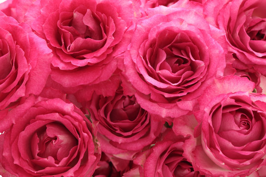 Background of pink roses