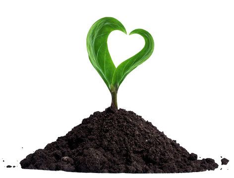 Green sprout with heart-shaped leaves, growing